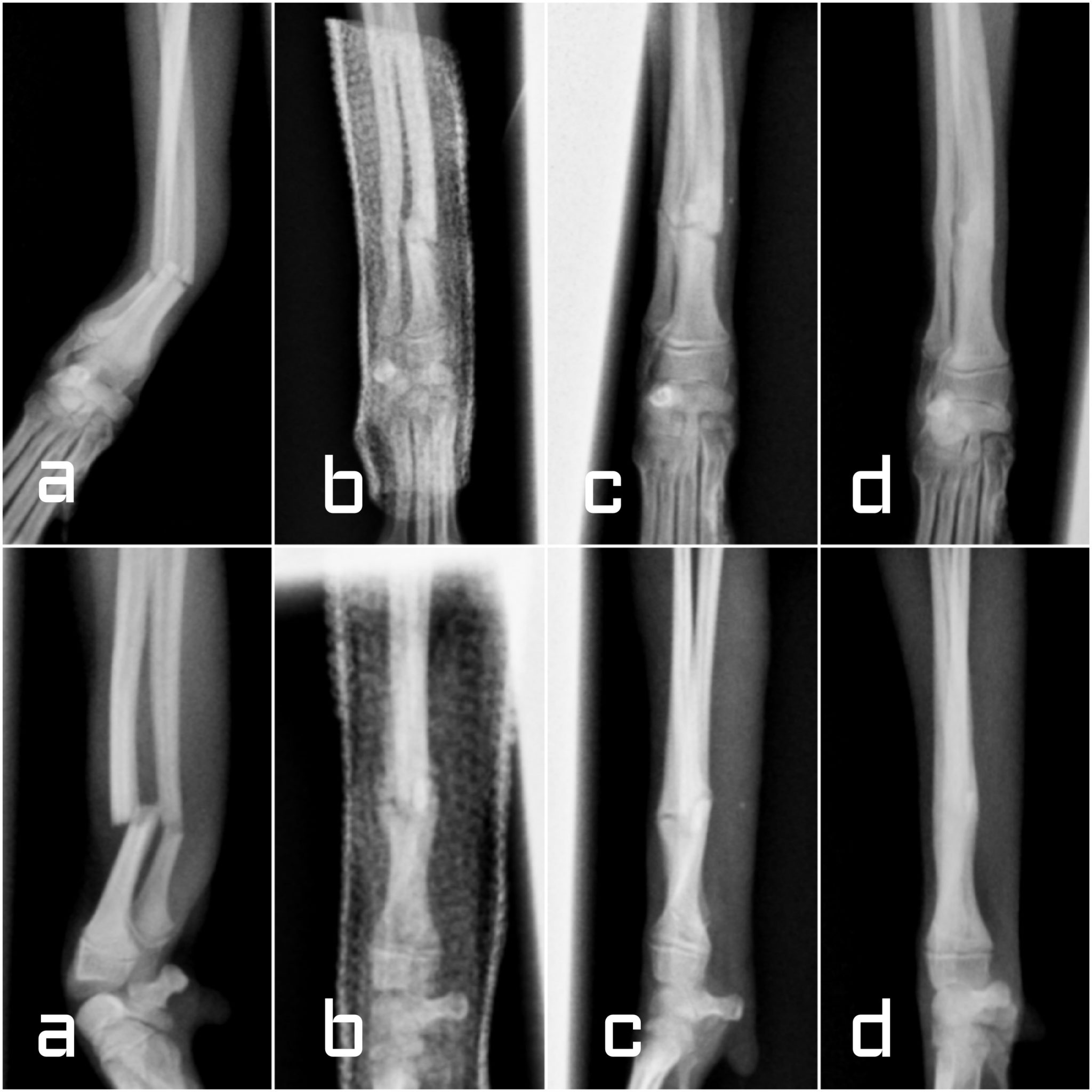 犬の足の指の骨折：兆候と治療