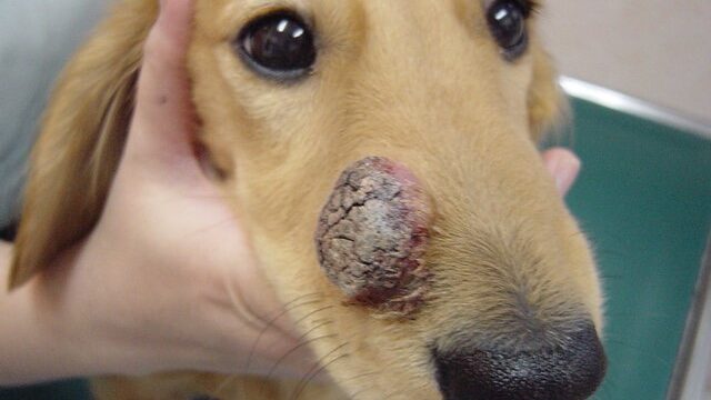 がんの診断と治療│いしじま動物病院