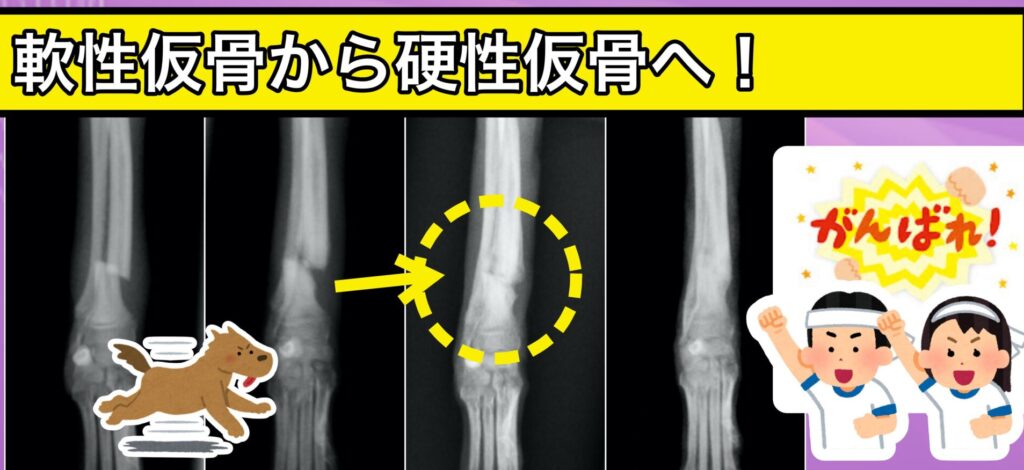 3Dギプス治療法（一般向け）│いしじま動物病院