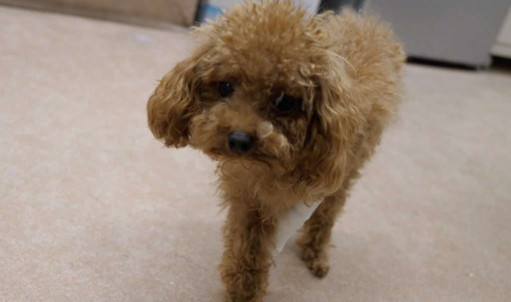 犬の足の指の骨折：兆候と治療