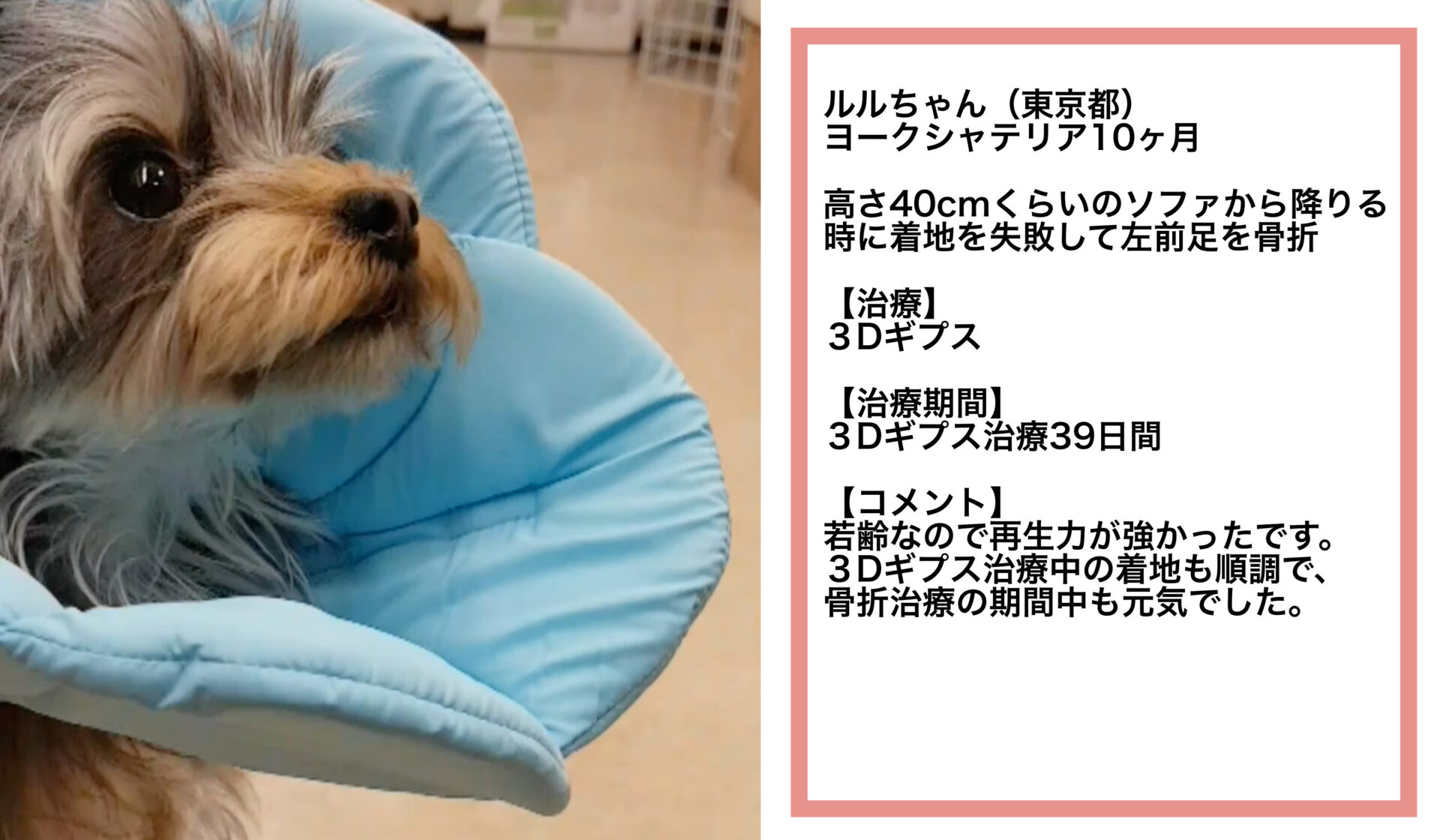 3Dギプス治療例│いしじま動物病院