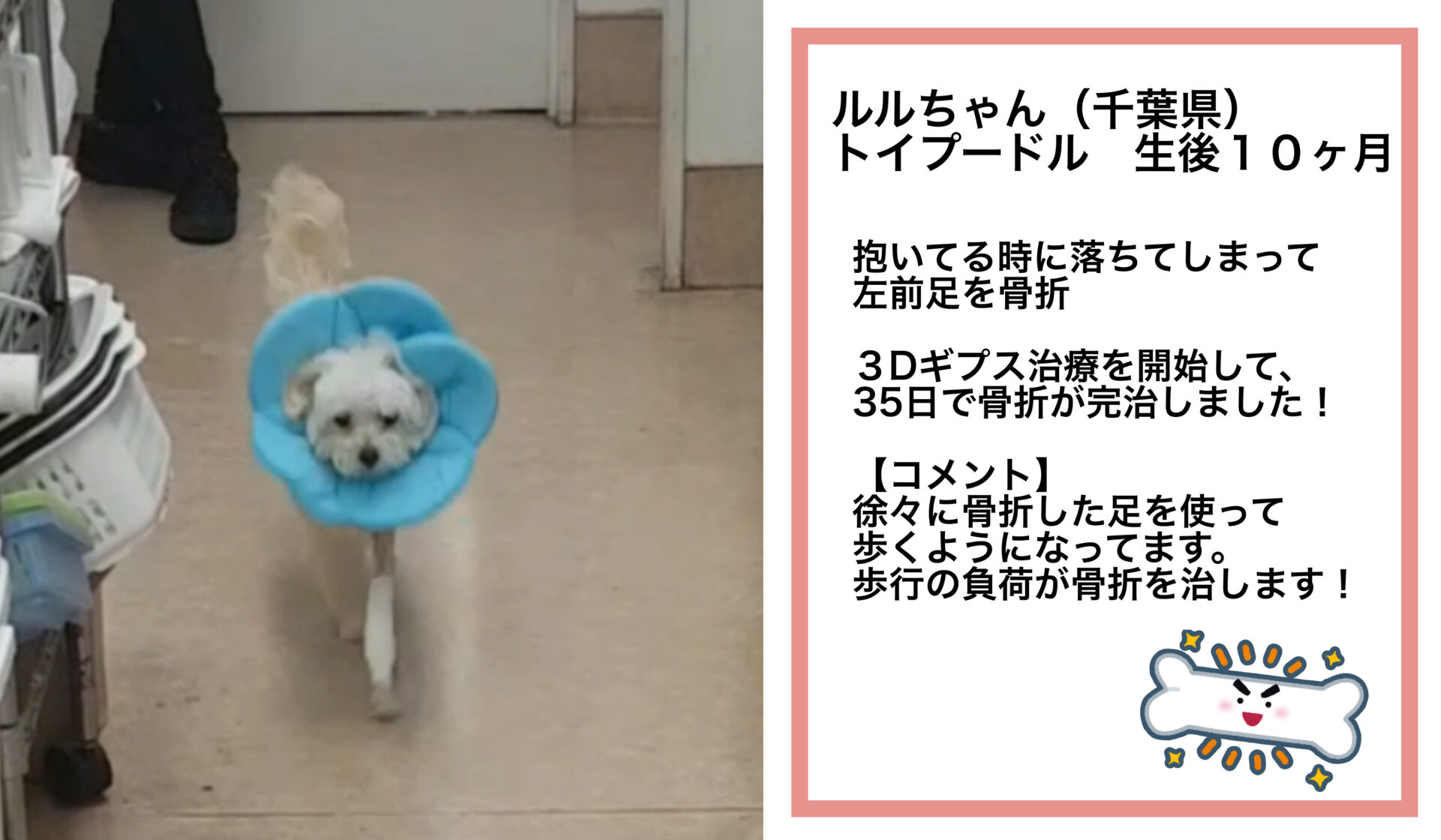 3Dギプス治療例│いしじま動物病院