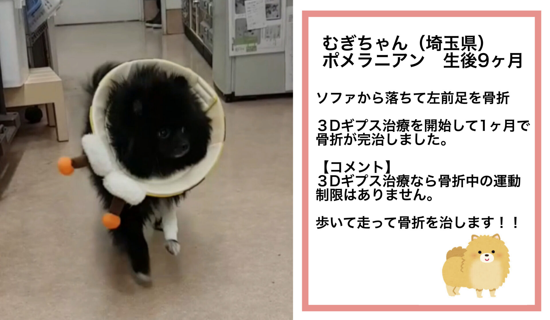 3Dギプス治療例│いしじま動物病院